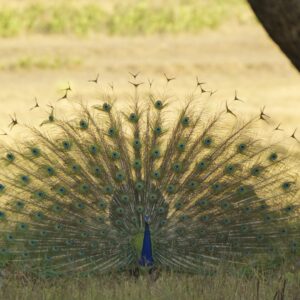 Wildlife tours India