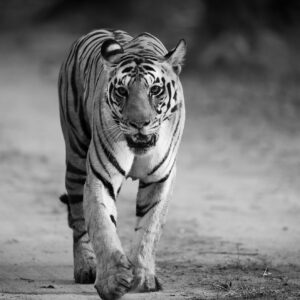 Tiger Safaris India
