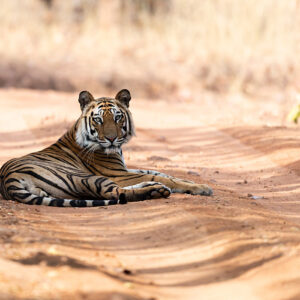 tiger safaris india