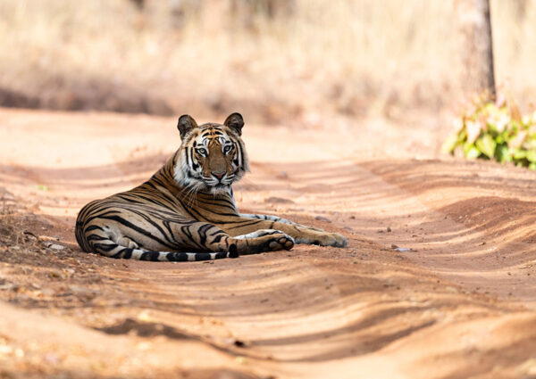 tiger safaris india